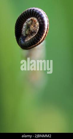 Gros plan du millipede rayé arrondi (Ommatoiulus sabulosus) sur une herbe, Lituanie Banque D'Images