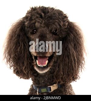 portrait de caniche géant isolé sur un fond blanc Banque D'Images