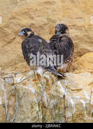 Faucon pèlerin Chicks dans une carrière Cotswold Hills Gloucestershire Royaume-Uni Banque D'Images