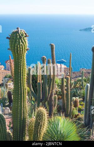 De grands cactus sur fond de vue pittoresque sur la côte méditerranéenne depuis le sommet de la ville d'Eze, un village sur la Côte d'Azur. Banque D'Images