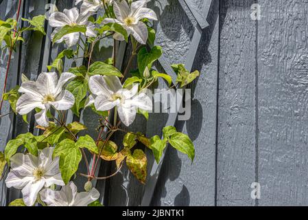 Clematis avec de grandes fleurs blanches et espace de copie spatio, Danemark, 7 juin 2022 Banque D'Images