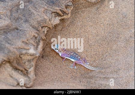 Palmato gecko dans le trou dans les dunes du désert du Namib près de Swakopmund. Banque D'Images