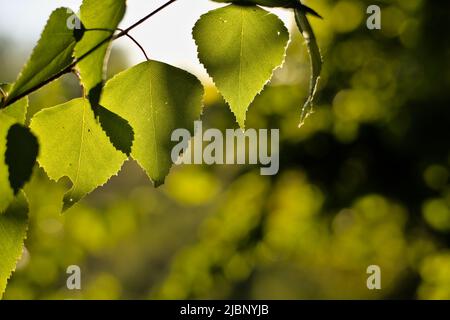 Feuilles et branches de bouleau blanc européen (communément appelé bouleau argenté) en plein soleil Banque D'Images