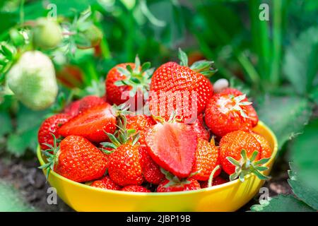 Une tasse de délicieuses fraises rouges mûres sur un patchwork de fraises. Récolte d'été de baies, dessert variété Cery. Banque D'Images