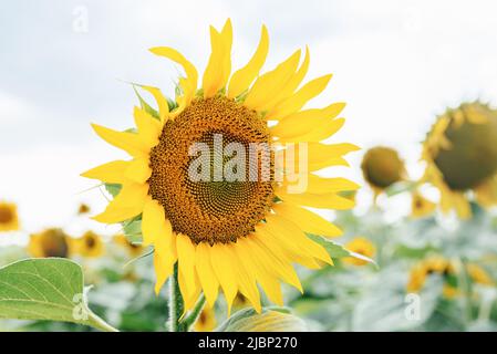 Fleur de tournesol doré dans un champ jaune par une journée ensoleillée. Cette culture est cultivée en Ukraine pour la consommation humaine ou pour la production de pétrole. Rendements élevés. Paysage rural. Banque D'Images