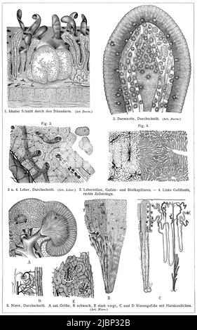 Coupe transversale des organes internes humains. Publication du livre 'Meyers Konversations-Lexikon', Volume 2, Leipzig, Allemagne, 1910 Banque D'Images