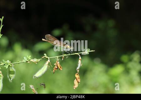 Une belle demoiselle demoiselle s'envole sur une tige d'une plante. Banque D'Images