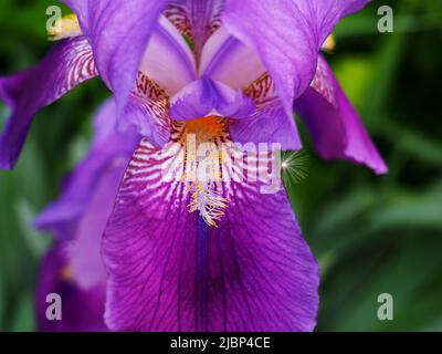 Fleur pourpre élaborée d'un iris barbu (Iris germanica) dans un jardin à Ottawa, Ontario, Canada. Banque D'Images
