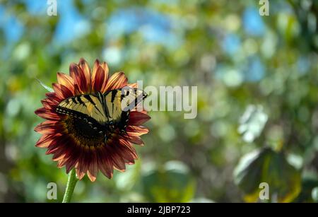 Les couleurs de la nature se complètent délicatement comme un grand papillon jaune à queue jaune repose sur un petit tournesol bordeaux dans le Missouri. Bokeh. Banque D'Images