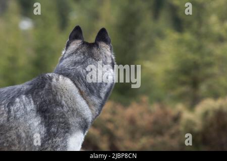 Portrait en gros plan de la tête arrière du jeune Husky sibérien gris et blanc Banque D'Images