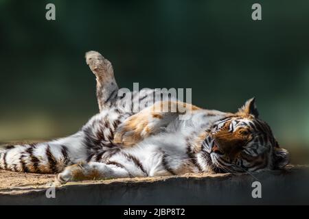 Tigre (Panthera tigris) avec des rayures sombres sur la fourrure orange avec un dessous blanc dormant paisiblement. Vue rapprochée avec arrière-plan vert flou. Rani sauvage Banque D'Images