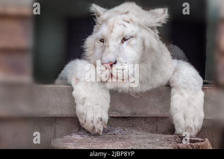 Jeune tigre blanc avec bandes noires sur la fourrure et nez rose reposant dans la volière, vue rapprochée avec arrière-plan flou. Animaux sauvages, gros chat Banque D'Images