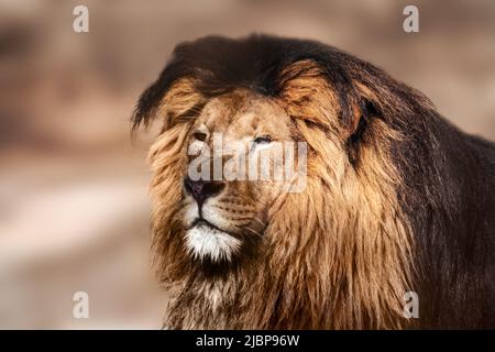 Portrait puissant de lion sauvage, regardant vers l'avant gros plan avec un arrière-plan flou ensoleillé. Animaux sauvages, grand chat génial Banque D'Images
