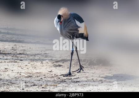 La grue à couronne grise (Balearia regulorum) marchant sur fond brun sableux flou. Oiseau également connu sous le nom de grue couronnée africaine, ARC à crête dorée Banque D'Images