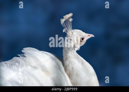 Peafhibou blanc, Peafhibou bleu indien (Pavo cristatus) femelle tête de peahen gros plan. Oiseau avec leucisme, plumes blanches sur fond bleu flou Banque D'Images