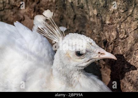 Peafhibou blanc, Peafhibou bleu indien (Pavo cristatus) femelle tête de peahen gros plan. Oiseau avec leucisme, plumes blanches sur fond de motif d'écorce d'arbre Banque D'Images