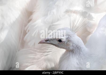 Peafhibou blanc, Peafhibou bleu indien (Pavo cristatus) femelle peahen tête couronnée gros plan. Oiseau avec leucisme, plumes blanches élégantes Banque D'Images