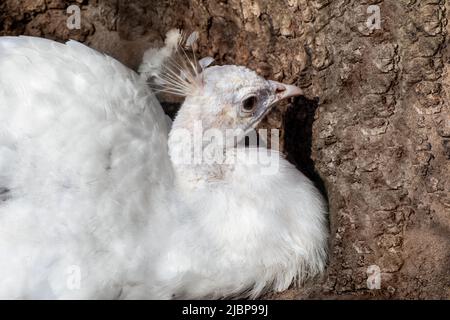 Peafhibou blanc, Peafhibou bleu indien (Pavo cristatus) femelle peahen assis près. Oiseau avec leucisme, plumes blanches sur fond de motif d'écorce d'arbre Banque D'Images