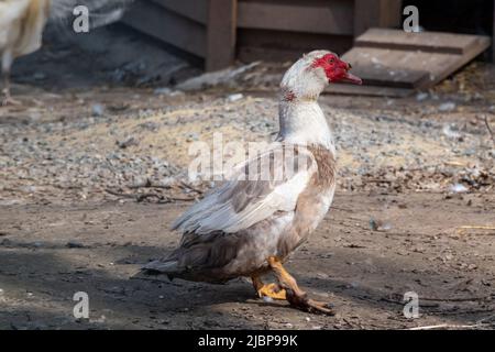 Canard musqué blanc et brun (Cairina moschata) avec visage rouge marchant dans la volière gros plan Banque D'Images