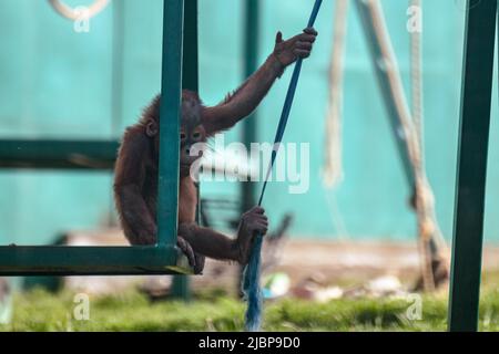 Enfant orang-outan jouant avec le saut à l'élastique dans le zoo. Singes animaux, plus grand mammifère arboricole à fourrure rouge Banque D'Images