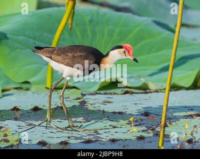 Jacana à crête de peigne (Irediparra gallinacea) marchant sur des blocs de nénuphars dans une zone humide, barrage de Fogg, près de Darwin, territoire du Nord, territoire du Nord, territoire du Nord, Australie Banque D'Images