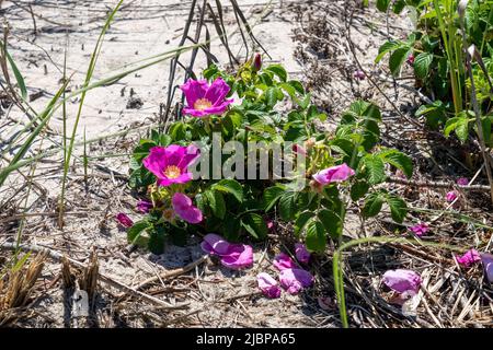 Beach rose ou Rosa rugosa sur une dune à la plage de Sea Isle City, New Jersey Banque D'Images