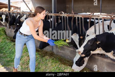 Jeune femme qui nourrit de l'herbe fraîche aux vaches dans le bassin de vache Banque D'Images