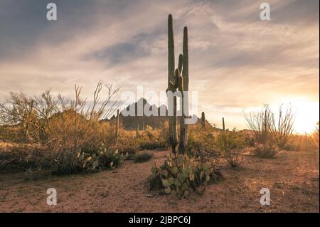 Deux cactus saguaro dans le désert de l'Arizona au coucher du soleil. Banque D'Images