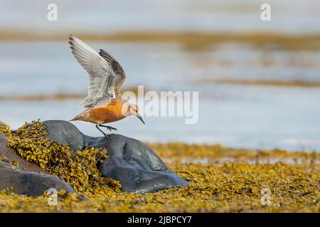 Red Knot (Calidris canutus) en vol Banque D'Images