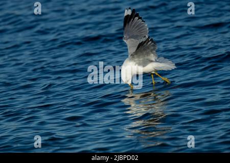 Mouette commune ou Mouette à mâcher (Larus canus) frappant une cible dans l'eau Banque D'Images