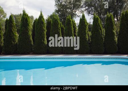 Piscine au sol entourée de haies en cèdre dans une cour en été. Banque D'Images