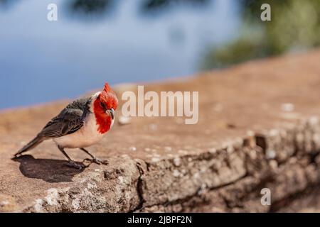 Le cardinal rouge à crête (Paroaria coronata) est situé sur un mur dans les zones humides d'Ibera, Corrientes, Argentine Banque D'Images