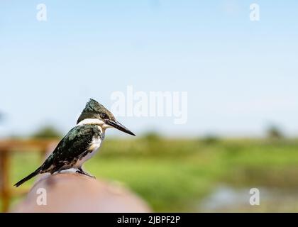 Gros plan de kingfisher vert (Chloroceryle americana) perché dans les zones humides d'Ibera, Corrientes, Argentine. Arrière-plan flou Banque D'Images