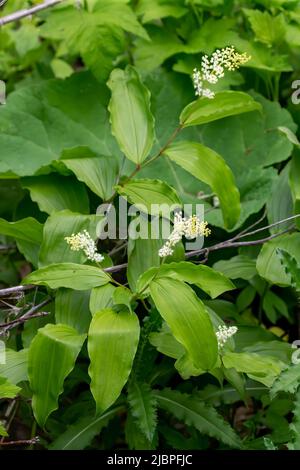 Le faux sceau de Salomon (Maianthemum racemosum) connu sous le nom de mûrier, faux lis de la vallée, faux sceau de Salomon, panache de Salomon ou faux point, Banque D'Images