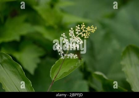 Le faux sceau de Salomon (Maianthemum racemosum) connu sous le nom de mûrier, faux lis de la vallée, faux sceau de Salomon, panache de Salomon ou faux point, Banque D'Images