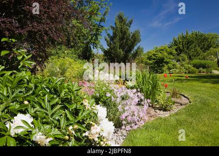 Bordure de style anglais avec paeonia blanche ‘Festiva Maxima’ - pivoines et mauve Dianthus ‘Loveliness arc-en-ciel’ - œillets dans le jardin au printemps. Banque D'Images