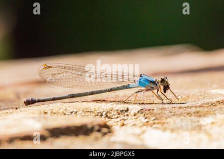 Gros plan de la danseuse en poudre Dameselfly mangeant un insecte à Oklahoma Banque D'Images