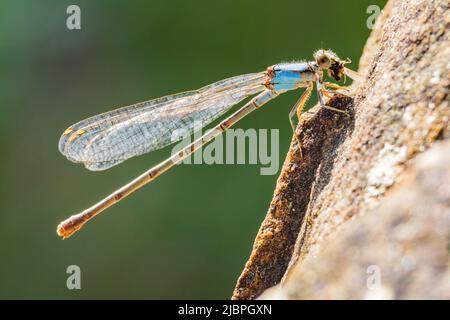 Gros plan de la danseuse en poudre Dameselfly mangeant un insecte à Oklahoma Banque D'Images