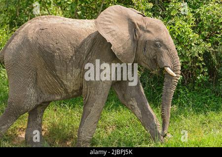 Eléphant africain se déportant sur la course le long de la Manche de Kazinga dans le parc national de la Reine Elizabeth en Ouganda Banque D'Images