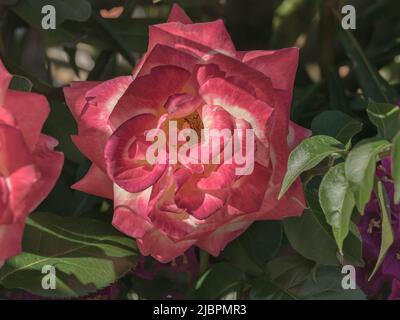 gros plan de la double délice rose floraison sur le rosier en journée ensoleillée en été en espagne Banque D'Images