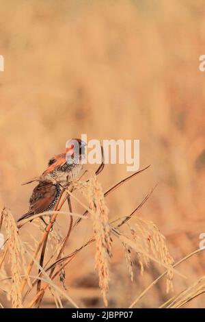 ménia ou épice à la breastère squameuse ou mannikine à la noix de muscade (lonchura punctulata) dans la nature, perçant sur une feuille de paddy, bengale occidental, inde Banque D'Images