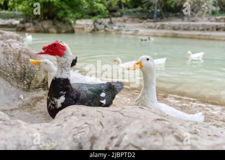 Face rouge d'un canard de Muscovy avec d'autres canards blancs près de l'étang. Banque D'Images
