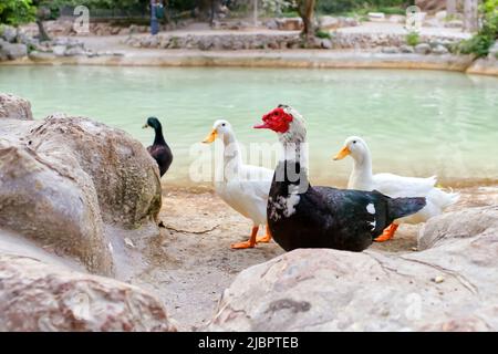 Face rouge d'un canard de Muscovy avec d'autres canards blancs près de l'étang. Banque D'Images