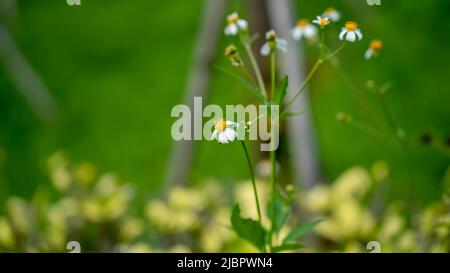 Bidens Alba Banque D'Images