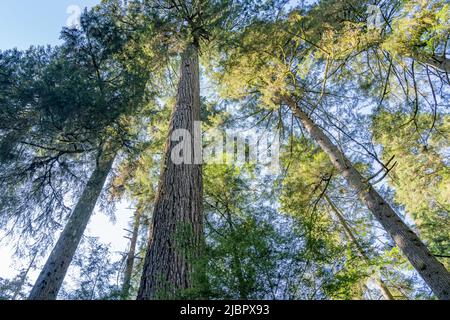 Grand-père Capilano. Parc régional de la rivière Capilano. North Vancouver, C.-B., Canada. Banque D'Images