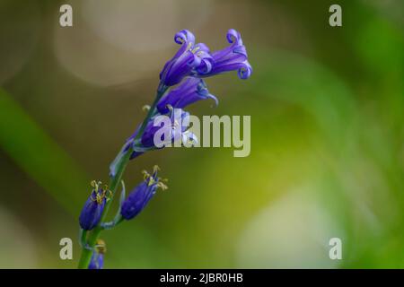 Gros plan des fleurs du bluebell commun (jacinthoides non-scripta) avec un arrière-plan flou Banque D'Images