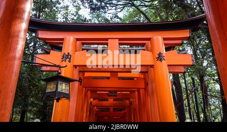 Chemin des milliers de Vermilion Great Torii Gates Banque D'Images