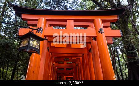 Chemin des milliers de Vermilion Great Torii Gates Banque D'Images