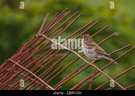 Gros plan d'un oiseau de muguet (Turdus philomelos) assis sur un filet d'armature rouillé chantant une chanson en Irlande Banque D'Images