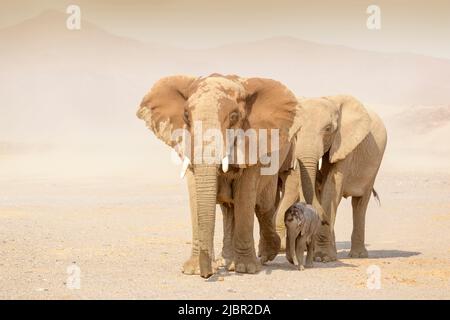 Éléphant d'Afrique (Loxodonta africana), veau d'éléphant adapté au désert, marche avec la mère et la tante dans le désert, désert de Hoanib, Kaokoland, Namibie. Banque D'Images